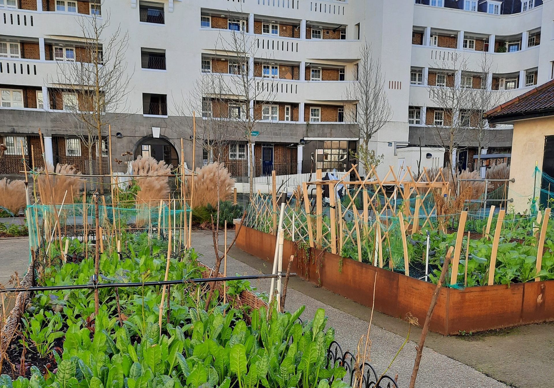 Raised beds in courtyard of housing development.