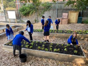 Children growing food at Coed Glas Primary, Cardiff 