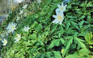 Flower Blooming in Sandy Water Park