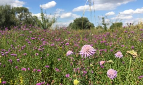 Wildflowers at Trumpington Meadows.