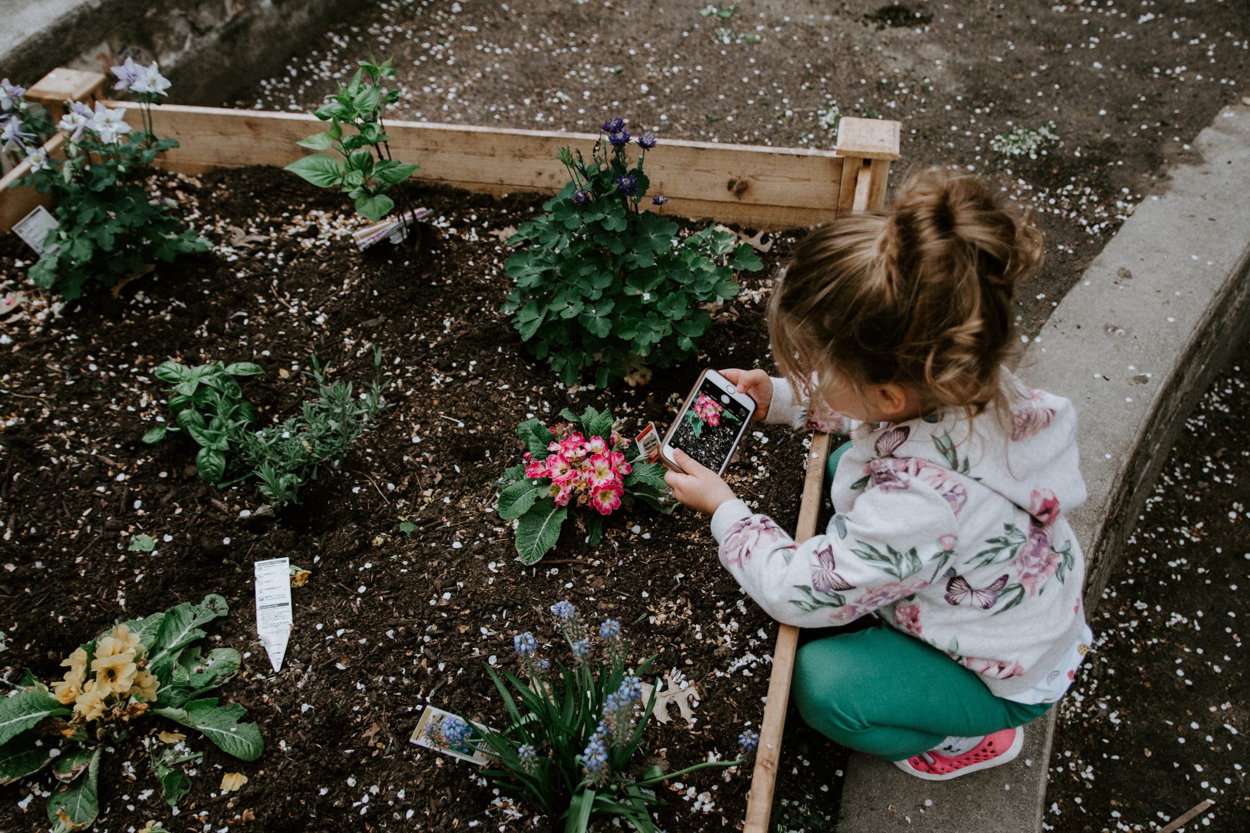 A young child with a smartphone looking at a space where vegetables are growing