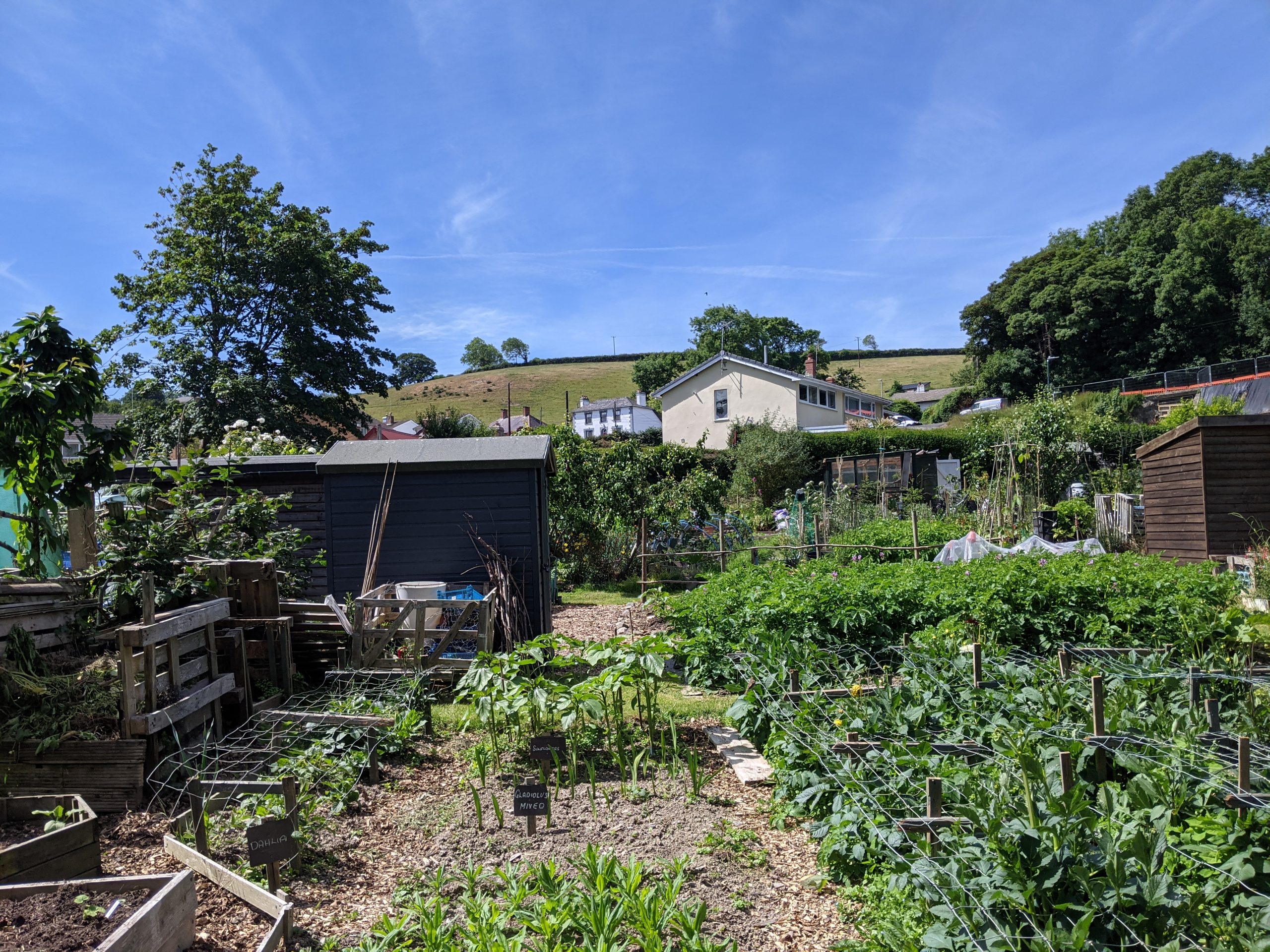 Allotment garden with a shed and buildings and hills in the background.