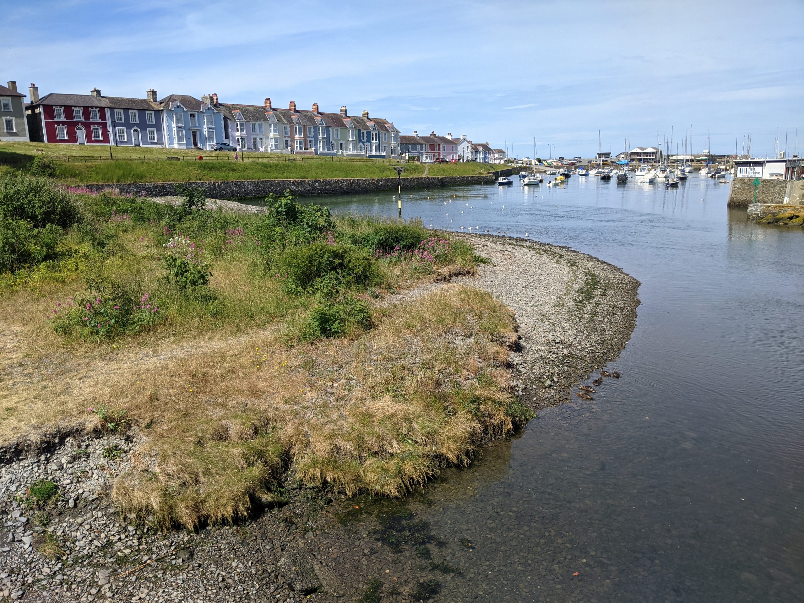 Water with riverside habitats and boats, with the town of Aberaeron in the background.